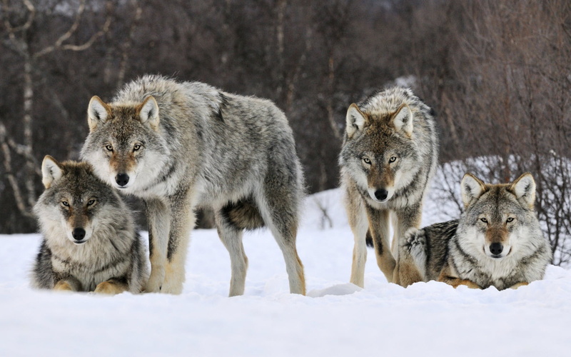 norway, 1080P, wolves, gray