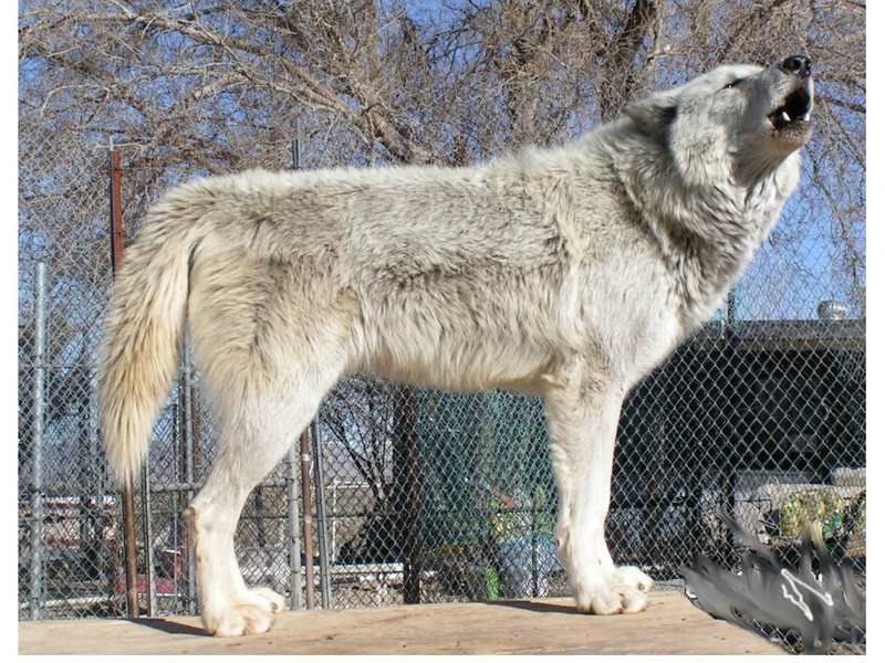 the pack, spirit, wolves, 1080P, zoo, white, beautiful, wild animal black, pack, wolf, timb, mythical