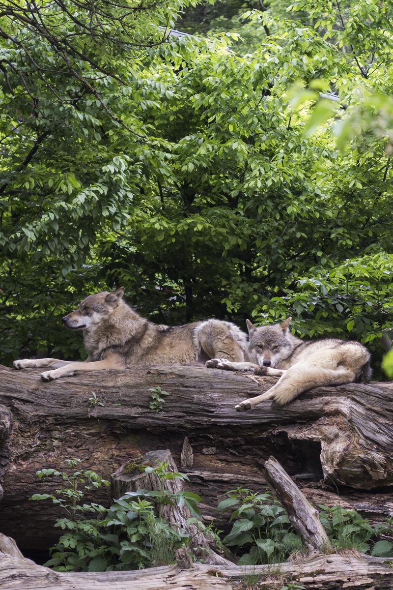 lion - feline, mammal, pack, European Wolf, animal wildlife, canis lupus, 2K, animal family, animal, land, resting, wood, pack animal, forest, tree, summer