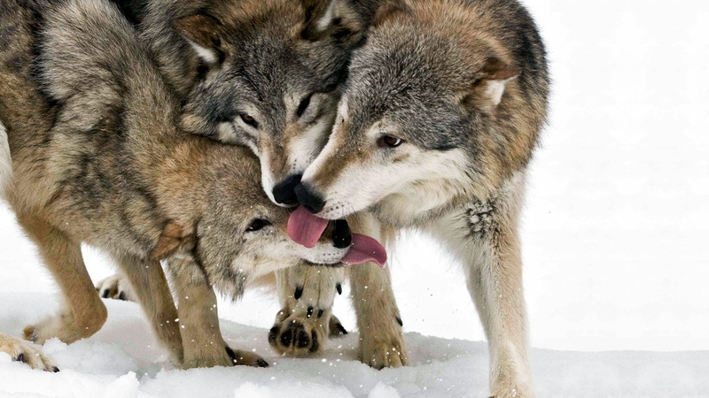 canine, animal Themes, pack, 1080P, three, nature, cold - Temperature, brown, wildlife, animal wildlife, group of animals, animal, white, no people, animals In The Wild