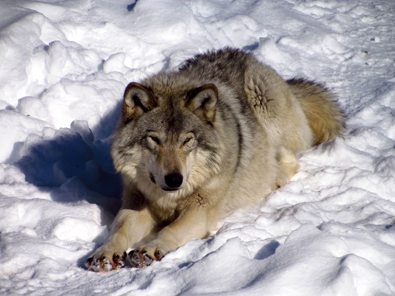 dog, day, wolves, winter, american, pets, animals in the wild, animal wildlife, nature, outdoors, 4K, animal, cold temperature, relaxation, mammal, wolf