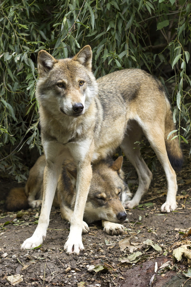 european wolf, animal family, 4K, day, canis lupus, pets, no people, animal themes, two wolves, wolf, outdoors, land, nature, leafed, tree, plant, animal wildlife