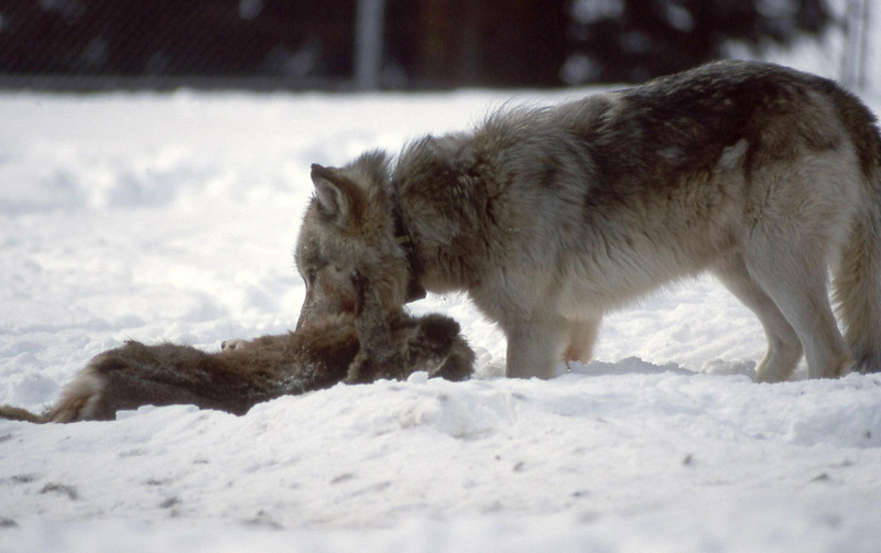1080P, beautiful, friendship, grey wolf, mythical, majestic, spirit, the kill, canine, kill, grey, pack, snow