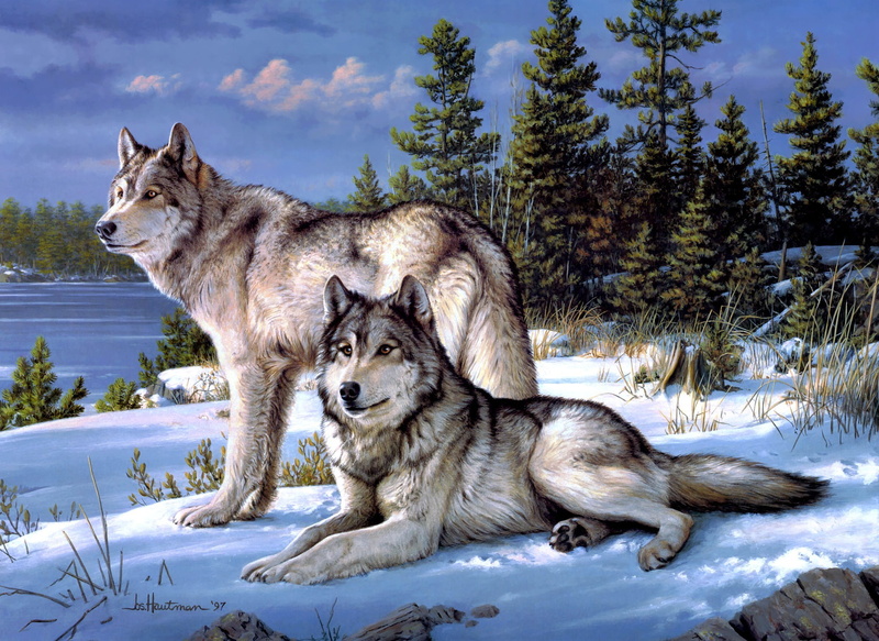 two, two Animals, Joseph Hautman, pawed Mammal, blue, pets, outdoors, carnivore, no people, black, natural Land State, dog, one Animal, looking, irish Wolfhound