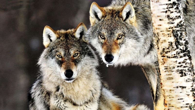 couple, winter, two, wolves, animals, white, tree, gray, black, snow, 1080P, gorgeous, brown
