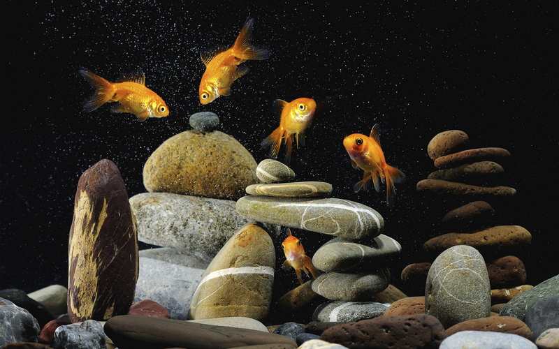 fishes, lucky fish, 2K, gold, life, gold fish