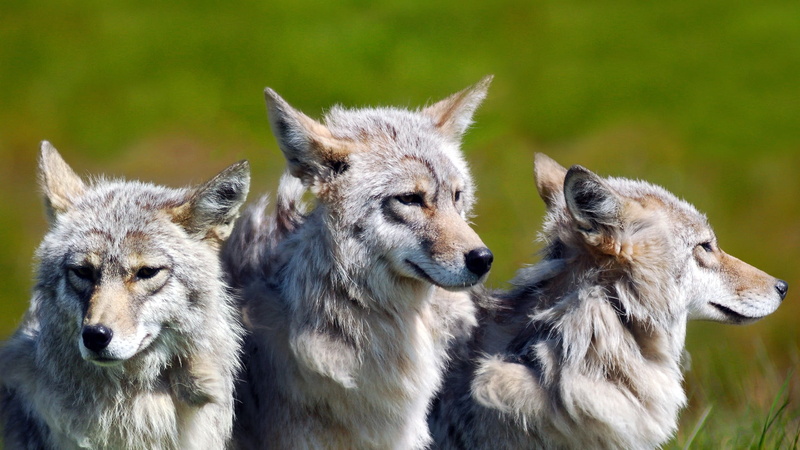 wolf, mammal, group of animals, vertebrate, two animals, young animal, focus on foreground, close-up, black, day, animal themes, kittens, animal wildlife