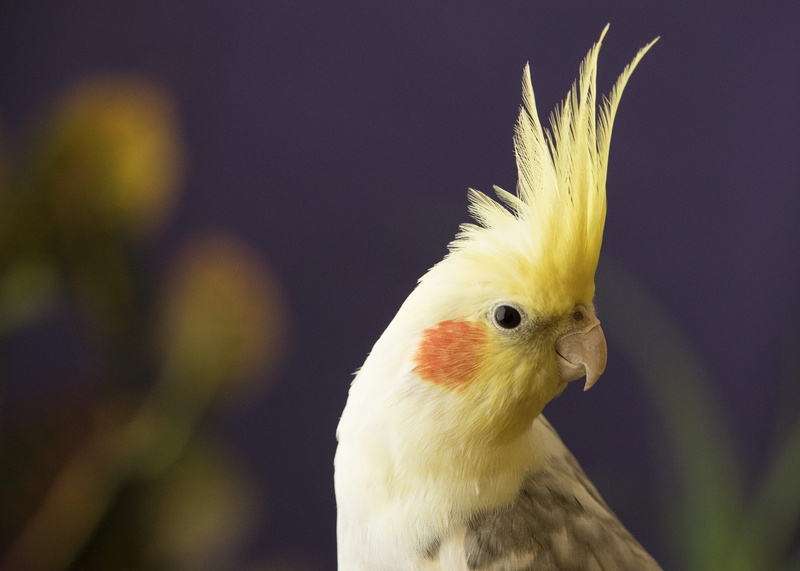 close-up, selective, animal, 5K, animals in the wild, pets, focus, photography, cockatiel, animal body part, profile view, vertebrate, parrot, domestic