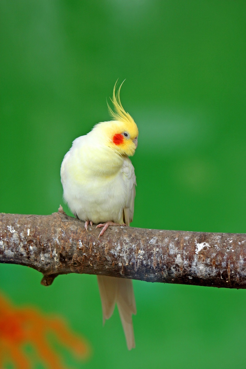cockatiel, animal wildlife, one animal, vertebrate, parrot, closeup, 1080P, day, photo, nature, no people, perching, yellow, full length, outdoors, tree