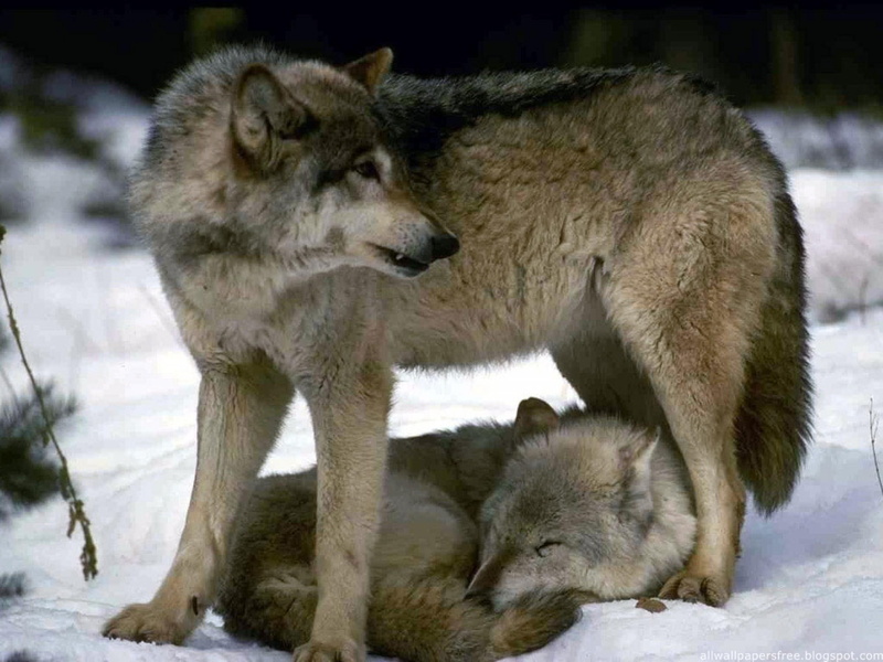 2K, brown, predator, wolf, two, black, snow, winter, animals, wolves