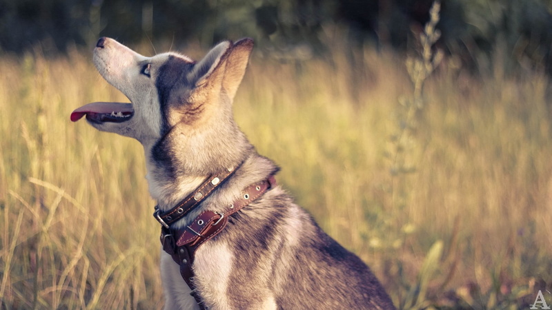dog, animal head, one animal, looking, adult, animal tongue, animal themes, 1080P, collar, animals, siberian, vertebrate, german shepherd, husky, profile view