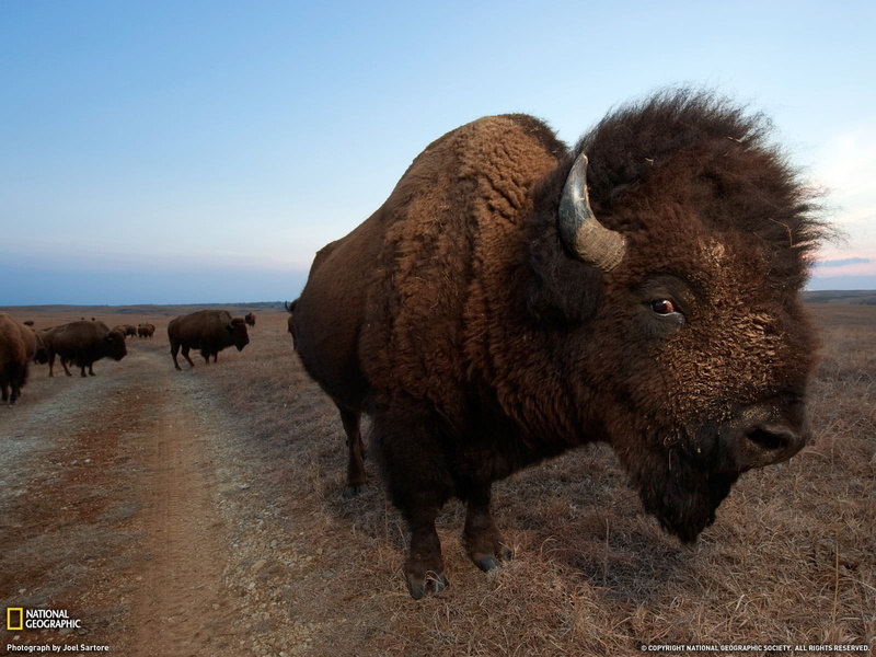 animal themes, sky, domestic, group of animals, livestock, 720P, no people, pets, land, herbivorous, mammal, National Geographic, american bison, landscape
