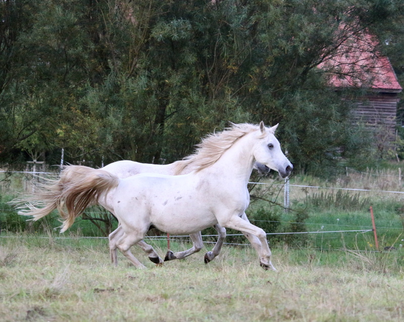 tree, herbivorous, animal, land, vertebrate, field, animal themes, domestic, grass, sleipnir, summer, mold, running, horse, pets, livestock, 2K, gallop