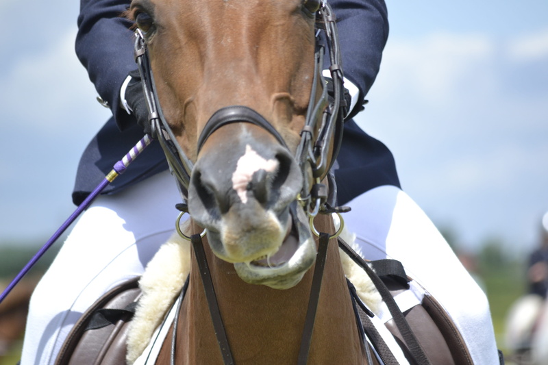 horse, color Image, one Person, day, mammal, sports And Fitness, person, domestic animals, animal head, sports race, Jumping, Horse, animal wildlife, riding