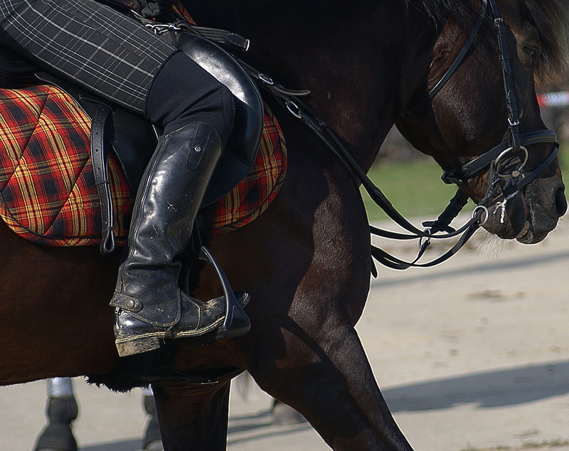 domestic animals, games, dress, black horse, saddle, 2K, coat, one animal, low section, stud, animal wildlife, day, penalties, bridle, mammal, brown, horse