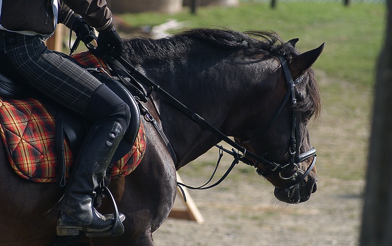 animal, horse head, vertebrate, domestic, derka, low section, saddle, herbivorous, jeżdziec, harness, one person, animal wildlife, mammal, person, scolds
