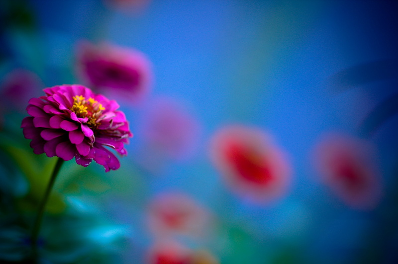 selective, excellence, lightroom, minneapolis, photography, evening, zinnia, Twin Cities, petal, sunset, pink, close-up, Minnesota, Autumn  Fall, nature