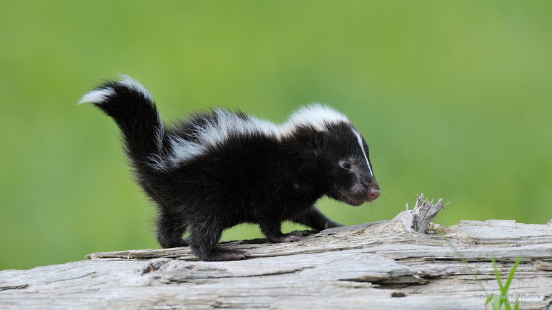2K, kit, minnesota, striped, Animals, skunk