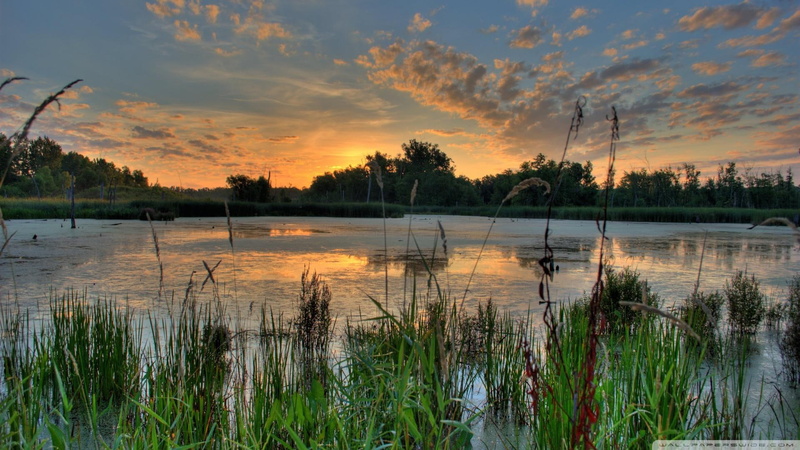 reeds, trees, minnesota, sunrise, 1080P, pond, clouds, refuge, nature and landscapes, sunruse