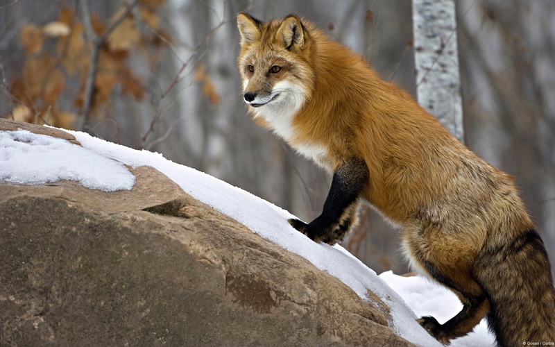 no people, snow, 1080P, outdoors, animals hunting, animal themes, red, winter, hunting, animal wildlife, rock, brown, fox, rock - object, windows