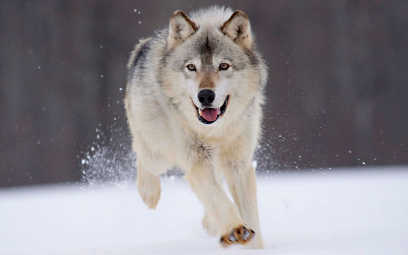 gray, minnesota, wolf, 1080P