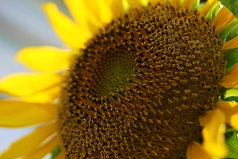 Pain, Mr, growth, Suffering, In search of, photo, peace, Butterball, plant, time to let go, I hope, sunshine, summer, 4K, today, ok to go, Friends, seed