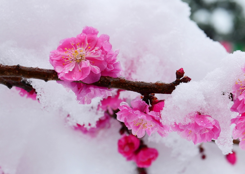 close-up, flowers, 4K, springtime, spring, plants, white, freshness, snow, plant, cherry blossom, cold temperature, flowering plant, blossom, beauty in nature