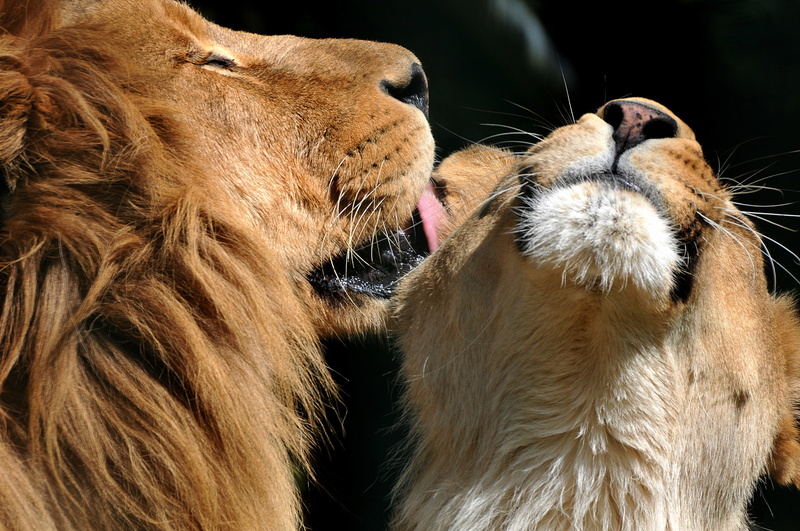 lioness, kiss, Leo, love, 4K, lions