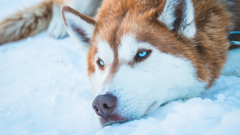 snow, pet, face, nature, outdoors, ears, eyes, Siberian Husky, orange, blue, photography, fur, wolf ears, wolf, blue eyes, dog, 4K, winter, animals, white