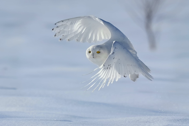 day, animal, focus on foreground, mid-air, white owl, white color, beauty in nature, spread wings, winter, seagull, animal wildlife, motion, no people
