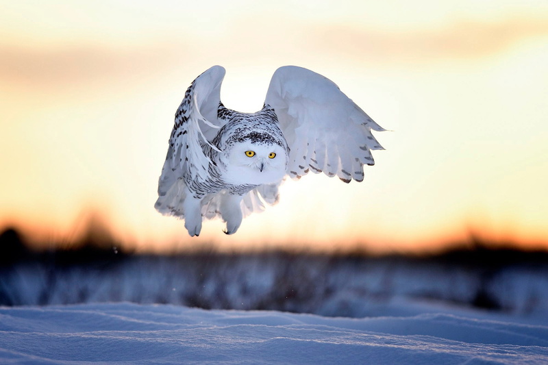 vertebrate, white, seagull, animal, beauty In Nature, gray, motion, sky, blue, 1080P, nature, forest, the evening, winter, no people, bird, Nyctea scandiaca