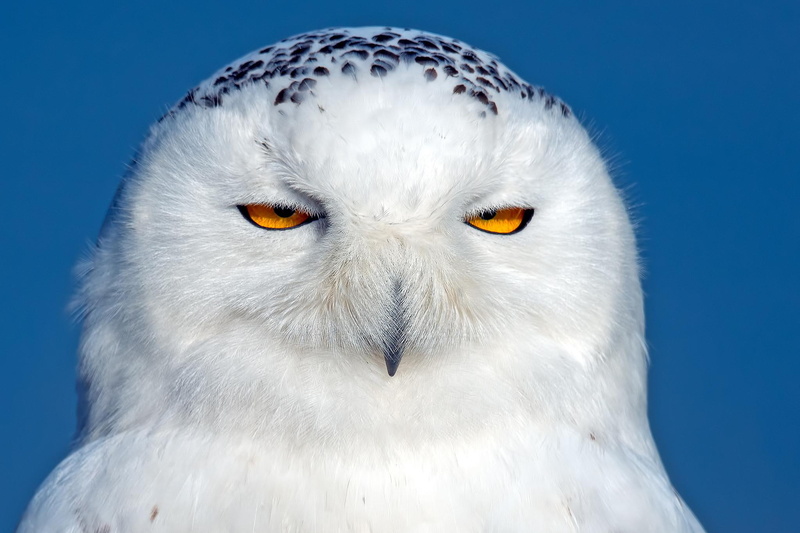 predator, 1080P, snowy owl, eyes, owl, snowy, bird