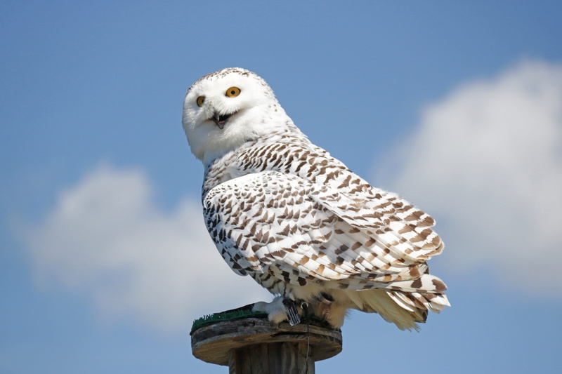 bird of prey, 5K, Harry Potter, outdoors, Hedwig, looking, profile view, wooden, animal themes, sky, wildlife photography, pedestal, White, Snowy Owl