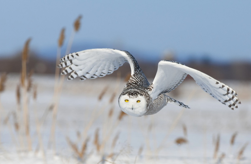 bird, vertebrate, flying, feathers, birds, no people, full length, animal, animals, animal body part, outdoors, owl, sky, wings, animal wildlife, spread wings