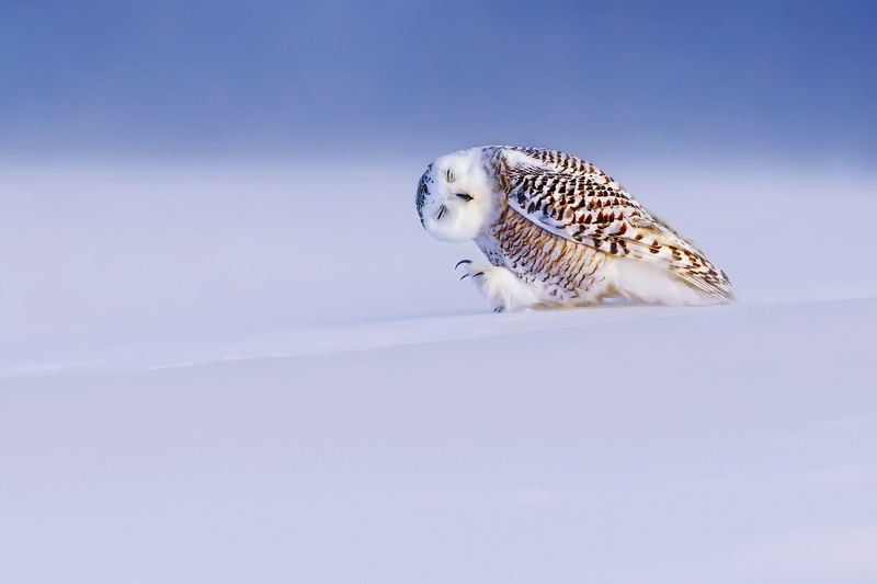 outdoors, owl, one animal, animal, white, falcon - bird, animal wildlife, Bubo scandiacus, light, close-up, animal themes, bird of prey, focus on foreground
