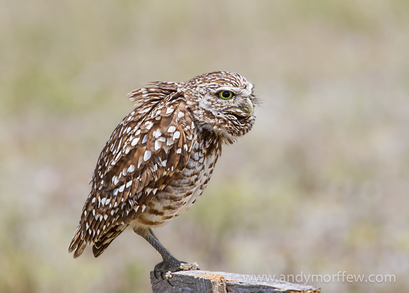 feather, Andy, Burrowing Owl, hawk - Bird, perching, bird, brown, wildlife, faces, beak, carnivore, nature, bench, Marco Island  Florida, owl, white, white owl