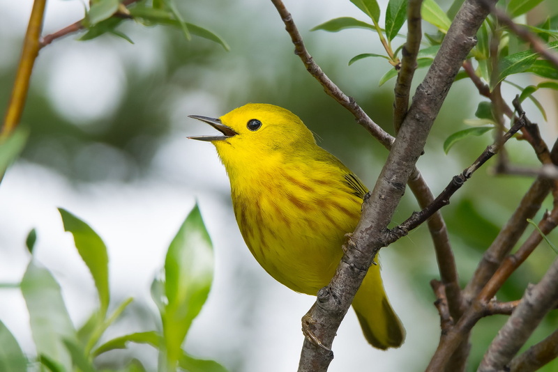 Northern Canada, Willows, beak, animal, yellow bird, Dendroica petechia, Whitehorse  Yukon, wildlife, nature, yellow, tree, Yellow Warbler, Plumage, animals In The Wild
