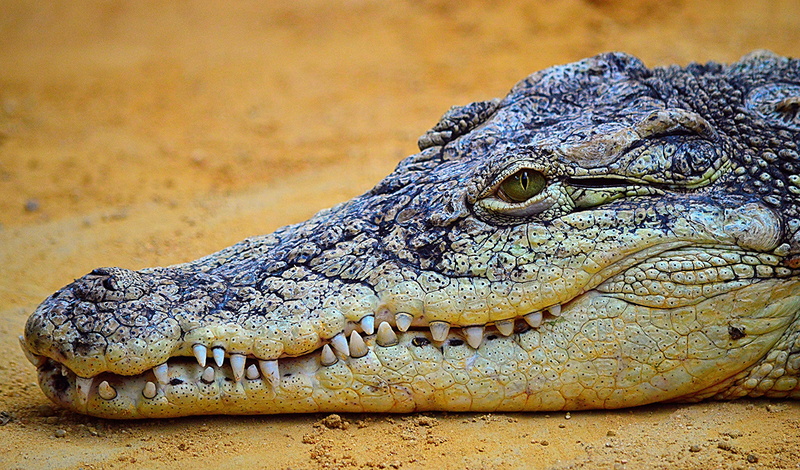 close-up, profile view, no people, snout, white, communication, warning sign, water, animal, black, vertebrate, aligator, reptile, africa, animal scale