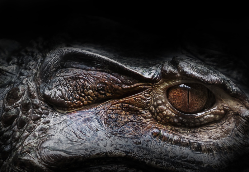 animal themes, animal head, reptile, no people, wildlife, day, 4K, carnivore, closeup, portrait, looking at camera, animal nose, black Color, skin, dangerous