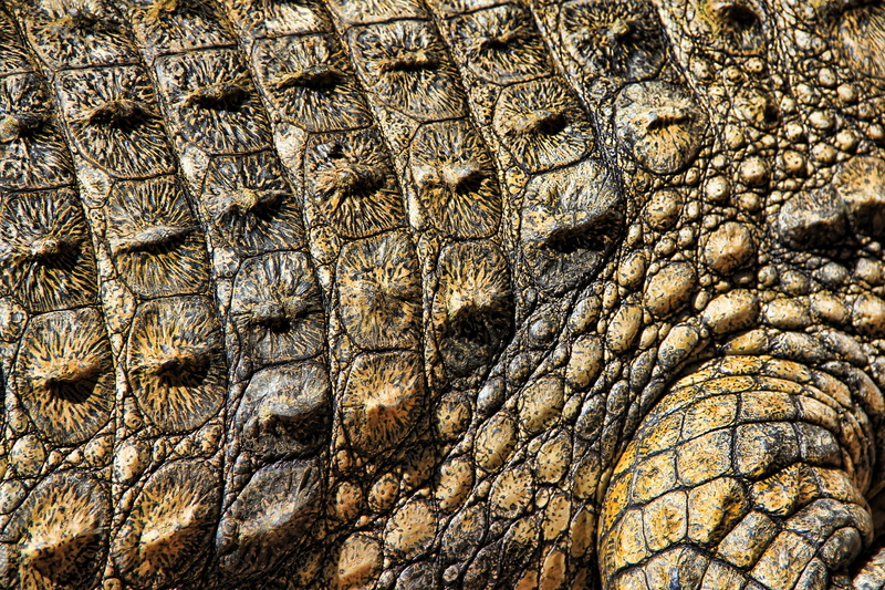 full frame, animal eye, textured, wildlife, animal, close-up, one animal, day, no people, green, crocodile, outdoors, texture, animal wildlife, gray, 4K