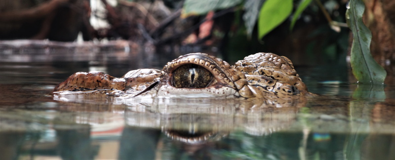 animal themes, dangerous, animal head, animal wildlife, day, no people, alligator, danger, outdoors, water, wilderness, animal, photography, vertebrate