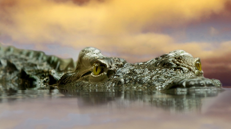 scale, animal, animal body part, reflection, dangerous, water, nature, eye, animals in the wild, head, swimming, mammal, selective focus, crocodylus acutus