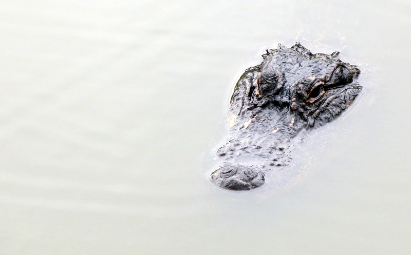 animal head, eye, no people, animals in the wild, vertebrate, american, gator, 2K, dangerous, alligator, high angle view, day, wildlife, animal body part