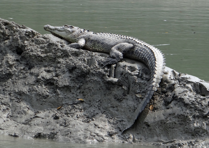 heritage, animals In The Wild, vertebrate, wildlife, carnivorous, animal, crocodylus porosus, sea-going crocodile, crocodile, lizard, day, danger, marine