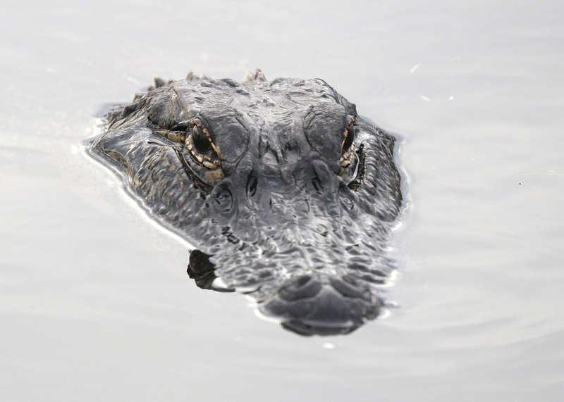 animal, animal body part, water, outdoors, reptile, vertebrate, no people, swimming, alligator, nature, animal head, animals In The Wild, eyes, close-up