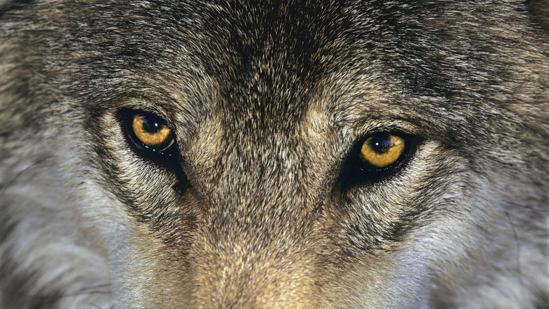 animal themes, animals, animal head, eye, animal wildlife, looking at camera, no people, wolf, mammal, body part, portrait, domestic animals, animal, hair