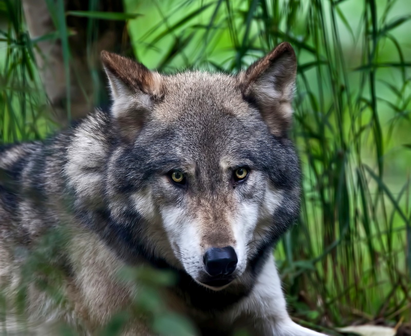 predator, wolf, look, 4K, black, eyes, background, tan, face, Nature