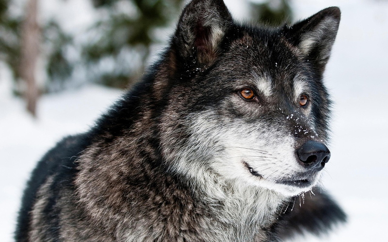 wolf, animals, winter, predator, 2K