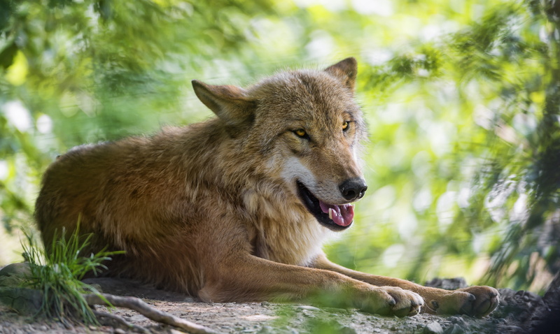 4K, wolf, predator, tambako, ©Tambako The Jaguar