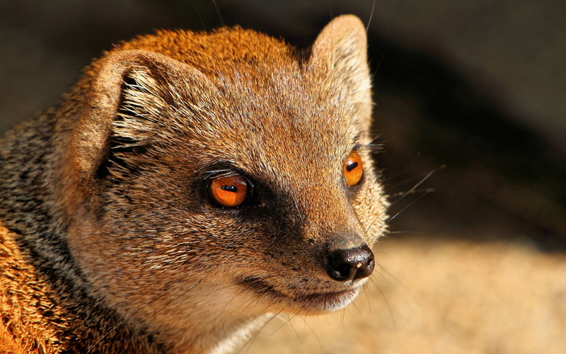 1080P, Red, brown, short, Predator, animal, Mongoose, coated, Eyes